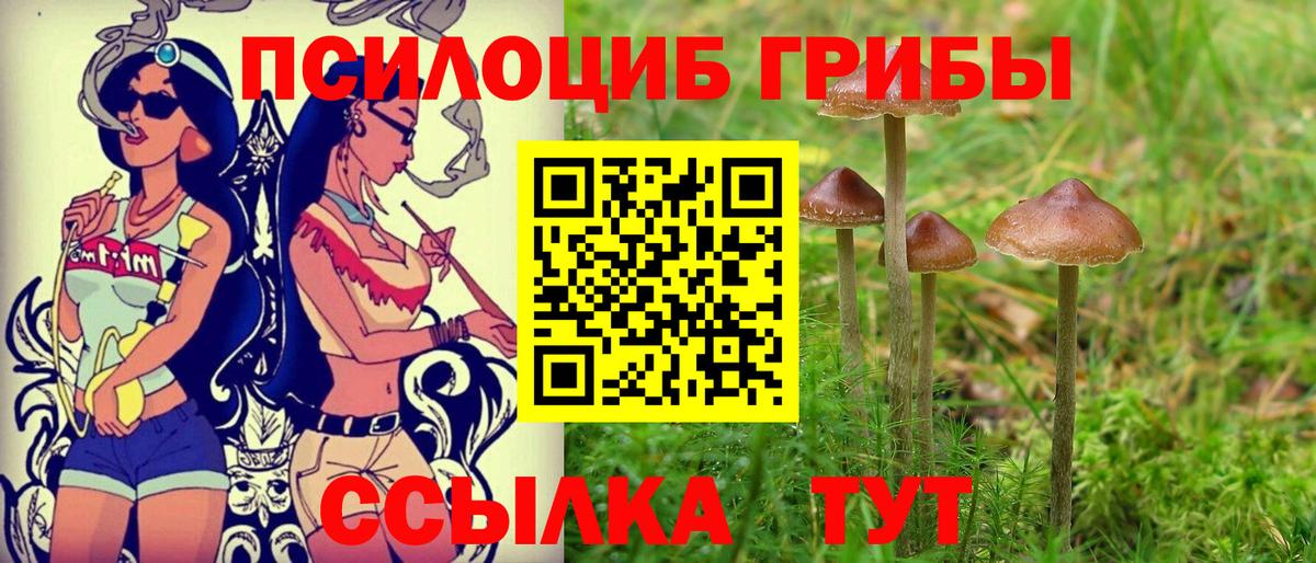 наркотики  Галлюциногенные грибы Psilocybe  Куйбышев  Вход с VPN  Псилоцибиновые грибы Psilocybe 
